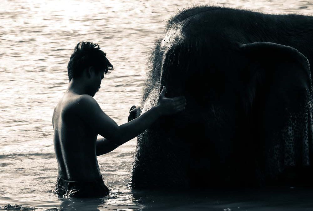 Rencontres Elephantesques – Droit Au Coeur