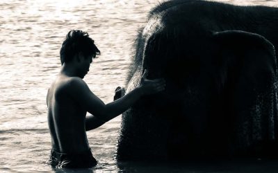 Rencontres Elephantesques – Droit Au Coeur