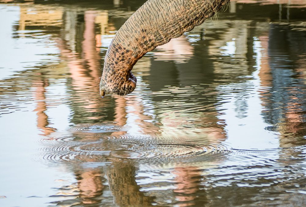 Chantal VEREYEN | Stage Energétique Eléphants
