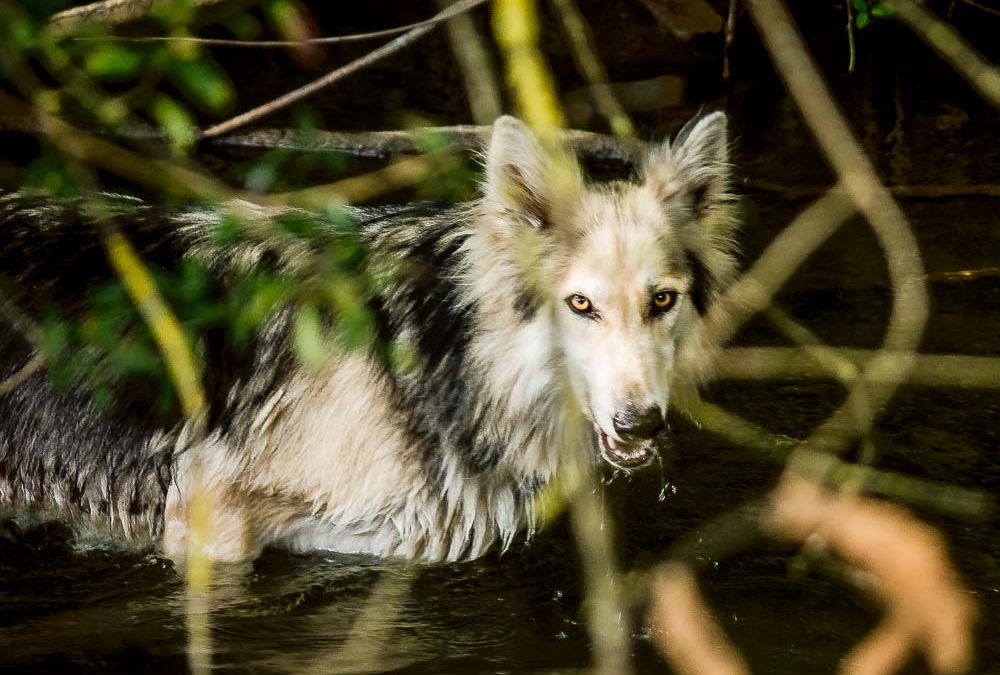 La Dame Aux Loups