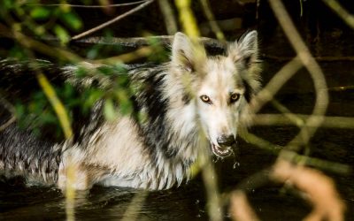 La Dame Aux Loups